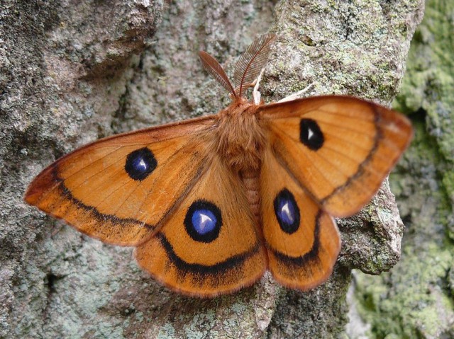 Papillon Hachette mâle
